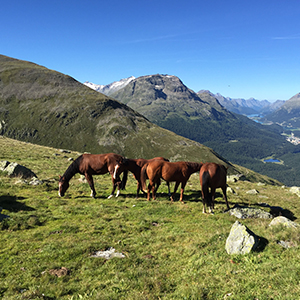 ​​August 18 - Explore the Engadine, walk to Morteratsch glacier, and climb Munt Pers (3200 m)